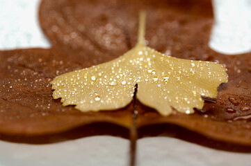 Ginkgo leaf with water drops on tulip tree leaf. Autumn