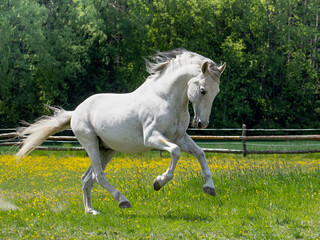 Obraz na płótnie Canvas White horse in the paddock on a sunny day