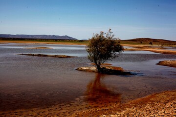 Lac et l'arbre