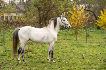 white horse in the pasture