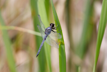 Slaty Skimmer perched obliquely in cattails