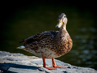 Wild duck on the shore of the pond