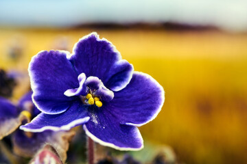 beautiful, purple African violet flower in a meadow during autumn