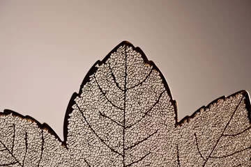 Fotobehang Cells in a leaf macro photo © Felix Mizioznikov