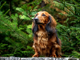 Dachshund resting on a hunt in a spruce forest