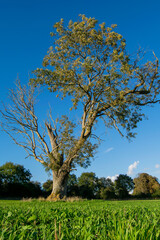 Huge lonely isolated tree on an agricultural field, nature in decline due to exploitation by agriculture, last one tree standing on farmland.