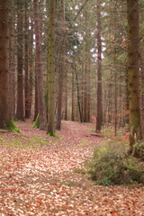 Fototapeta premium Waldwege im herbstlichen Wald
