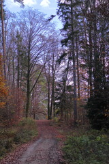 Fototapeta premium Waldwege im herbstlichen Wald