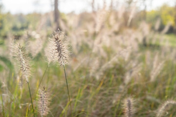 Obraz premium Blurred nature in soft colors with grass in a sunny haze. Blooming panicles of grass are lit by the sun.