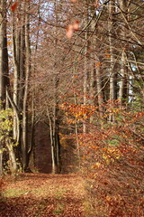 Waldwege im herbstlichen Wald