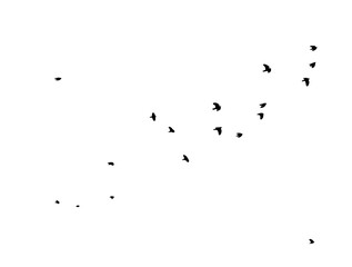 A flock of flying birds. Vector illustration