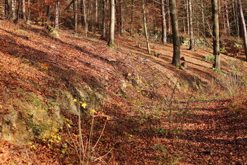 Waldwege im herbstlichen Wald