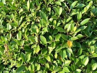 close up of yellow leaves