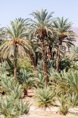 Obraz na płótnie Canvas Agdz, Morocco, oase, palm tree, oase,