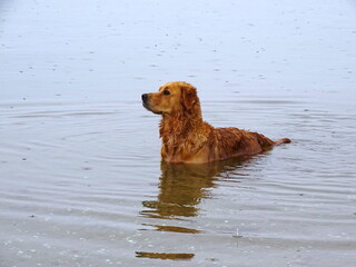 Golden retriever bañándose en el mar.
