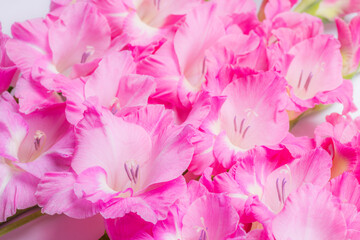 ピンクのグラジオラスの切り花のアップ