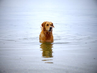 Golden retriever bañándose en el mar