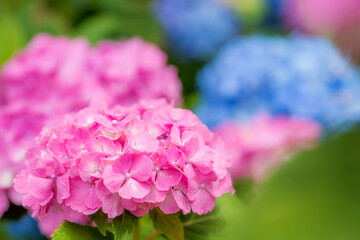 ボケをバックにピンクのアジサイの花