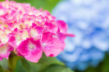 青をバックにピンクのアジサイの花のアップ