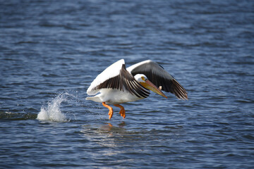 Pelican takeoff
