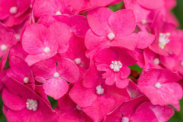 濃いピンクのアジサイの花のアップ