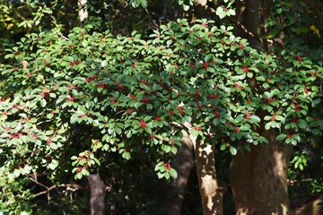 Ilex rotunda berries / Aquifoliaceae evergreen tree