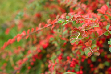 Close-up of red green cotoneaster leaves horizontal in autumn.Beautiful autumnal natural background.Garden evergreens