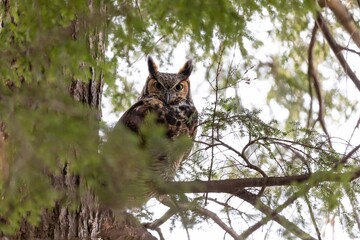 Great Horned owl perched in a cedar tree, Quebec, Canada.