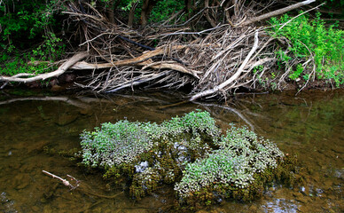 Creek untached nature wildness in Croatia region called Lika