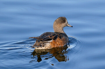 American Wigeon Female at close range, swimming in a calm, blue placid lake.