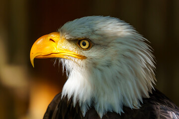 Aguila americana