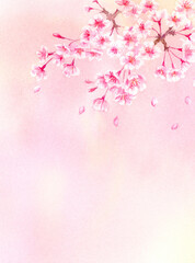 Obraz na płótnie Canvas 桜の背景　水彩イラスト