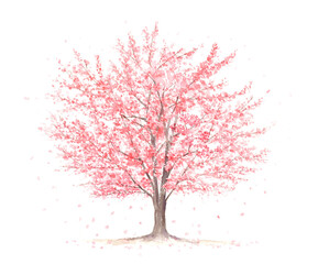 花びらが舞う大きな桜の木　水彩イラスト