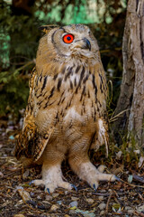 Buho
