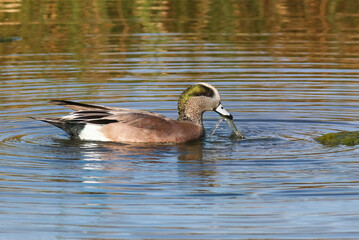 An American Wigeon duck, foraging in a pond, pulls aquatic plants out of the water to eat.