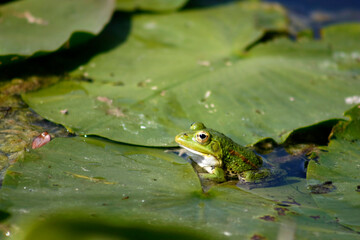 frog on a water lily