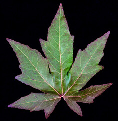 A shot of a green and purple maple leaf on a black background
