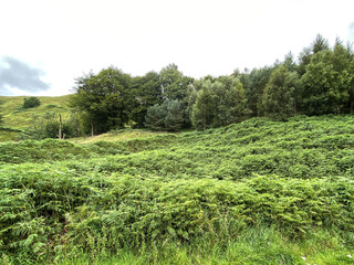 Fototapeta na wymiar Small forest, on the moors edge, with bracken in the foreground in, Cliviger, Todmorden, UK