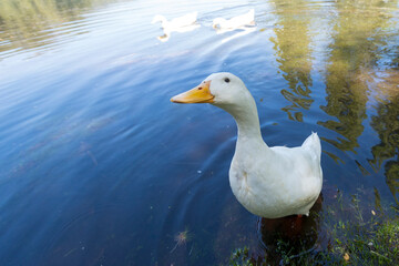 Male duck looking curiously.