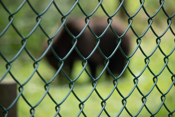 Fototapeta premium behind fence