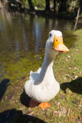Male duck looking curiously.