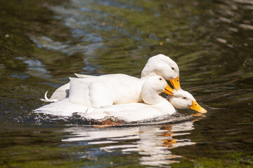 Male ducks disputing the beautiful bird in white.