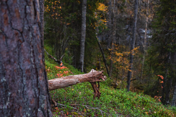 Autumn view of Oulanka National Park, landscape, a finnish national park in the Northern Ostrobothnia and Lapland regions of Finland,  wooden wilderness hut, cabin cottage, bridge, campground place