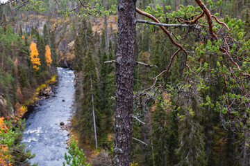 Obraz premium Autumn view of Oulanka National Park, landscape, a finnish national park in the Northern Ostrobothnia and Lapland regions of Finland, wooden wilderness hut, cabin cottage, bridge, campground place