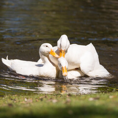 Male ducks disputing the beautiful bird in white.
