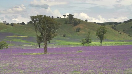 gum tree in a farm paddock overgrown with the flowering weed paterson's curse near gundagai nsw in australia
