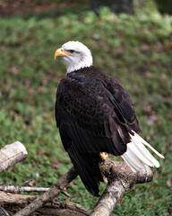Bald Eagle Stock Photos. Bald eagle perched on a branch close up, looking to the left side and displaying its body, wings, feather plumage, head, with a blur background. Image. Picture. Portrait.