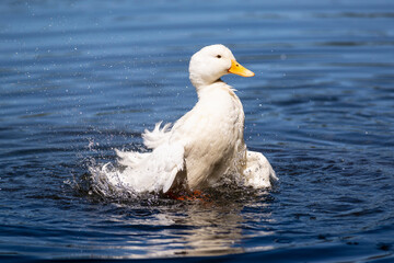 Duck enjoying a day of bathing and grooming in the lake.