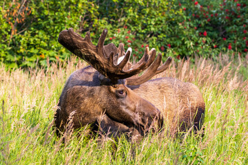 Closeup portrait of a wild bull moose laying in a grass meadow in the Chugach mountains during the Alaska Summer. The antlers of  the majestic bull are still in velvet.  He is looking at the camera.