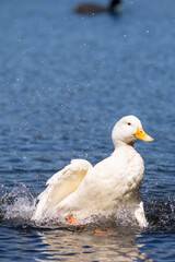 White duck shaking its feathers.